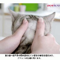 ブラベクトプラス | 小型猫用 | 1.2kg-2.8kg |