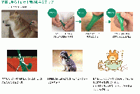 フロントラインプラス大型犬用(体重20〜40kg)　3本入